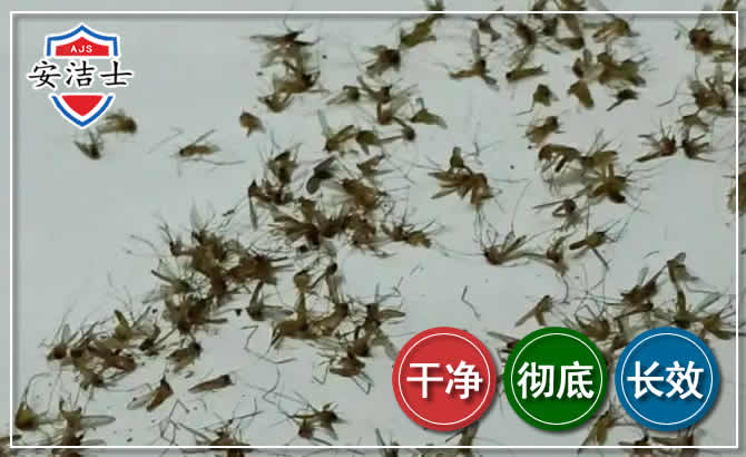 宁海苍蝇防治-灭蝇