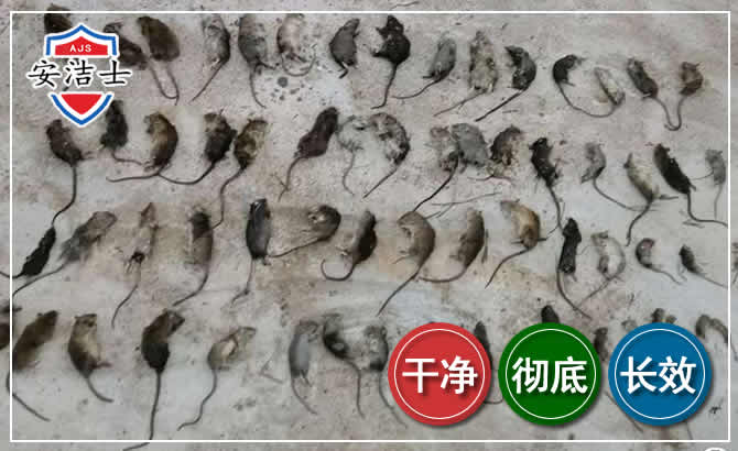 宁海鼠害防治-灭鼠