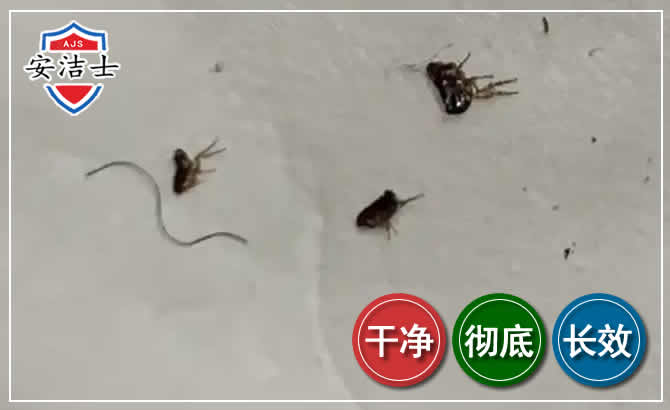 宁海跳蚤防治-灭跳蚤