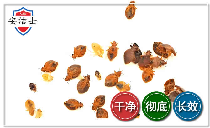 宁海臭虫防治-消灭臭虫
